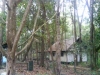 thumbs forest Arboretum Nyaru Menteng