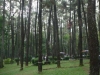 thumbs punti kayu natural pine forest Arboretum Nyaru Menteng
