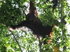 thumbs orangutan at sebangau Sebangau National Park