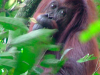 thumbs orangutans Sebangau National Park