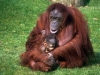 thumbs pongopygmaeus orangutan Sebangau National Park