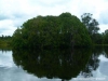 thumbs mangrove on danau tahai Danau Tahai / Lake Tahai