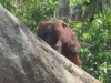 thumbs orangutan on tahai lake Danau Tahai / Lake Tahai