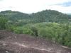 thumbs tangkiling 1 Tangkiling Hill / Tangkiling Nature Reserve